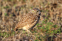 Burrowing Owl