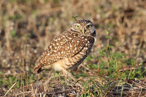 Burrowing Owl