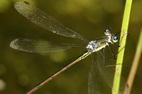Spreadwing