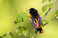 Male Baltimore Oriole (Icterus galbula) - Grand Bend, ON