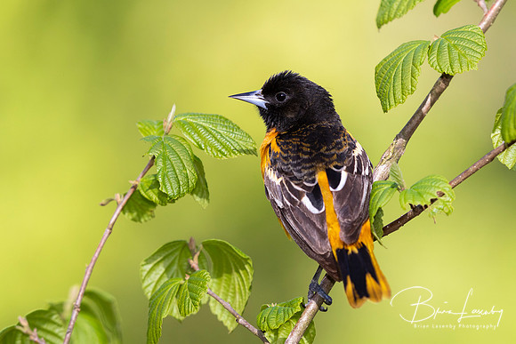 Male Baltimore Oriole (Icterus galbula) - Grand Bend, ON