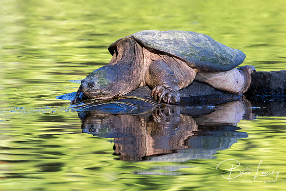Large Common Snapping Turtle basking on a rock - Ontario, Canada
