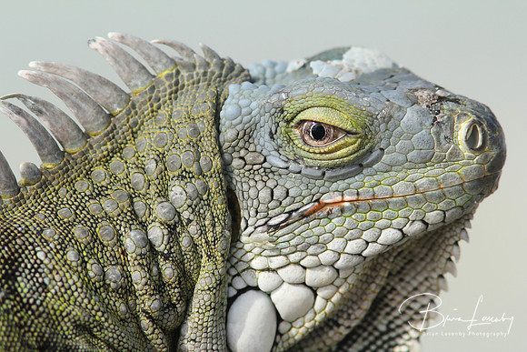 Green Iguana (Iguana iguana)