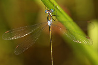 Spreadwing