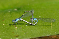 Skimming Bluet Damselflies Mating