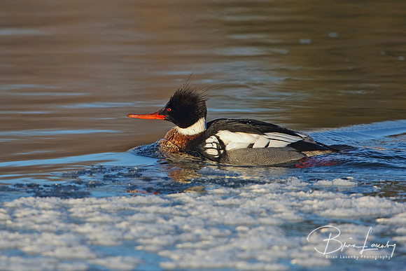 Male Red-breasted Merganser (Mergus serrator ) on a partially fr