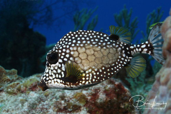 Smooth Trunkfish