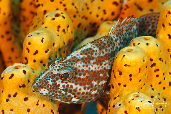 Graysby Hiding in a Group of Sponges - Bonaire