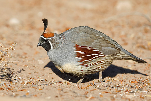 Male Gambel's Quail - New Mexico