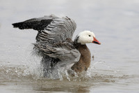 Snow Goose (dark morph) bathing in a pond in winter