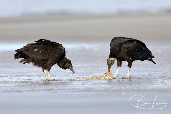 Black Vultures scavenging a fish carcass on a beach