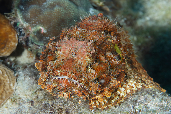 A well camouflaged Spotted Scorpionfish waiting to ambush a pass