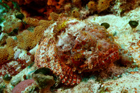 Spotted Scorpionfish