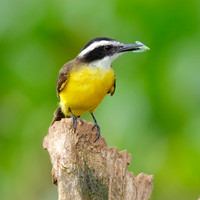 Lesser Kiskadee catching an insect - Gamboa, Panama