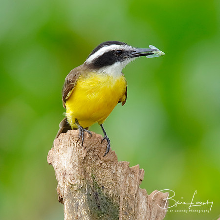 Lesser Kiskadee catching an insect - Gamboa, Panama