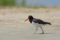 American Oystercatcher walking on a sandy beach