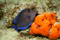 Blue Tang