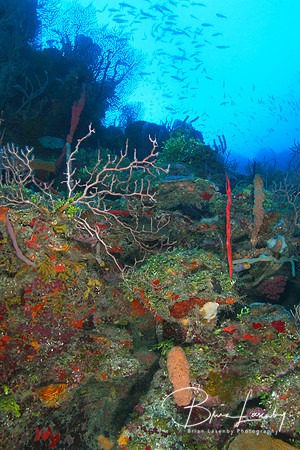 Coral Reef - Roatan, Honduras