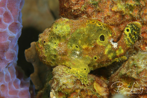 Longlure Frogfish