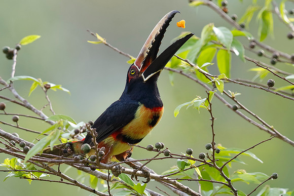 Collared Aracari Tossing a Fruit in the Air