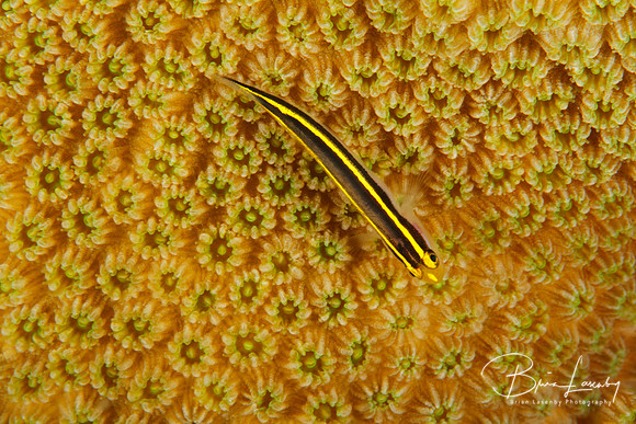 Yellownose Goby on Coral Head - Bonaire