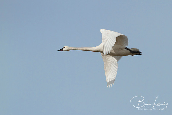 Tundra Swan - Ontario, Canada