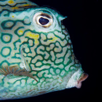 Closeup of a Honeycomb Cowfish