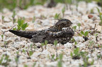 Nightjars