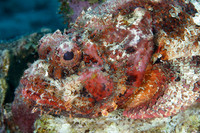 Spotted Scorpionfish - Bonaire