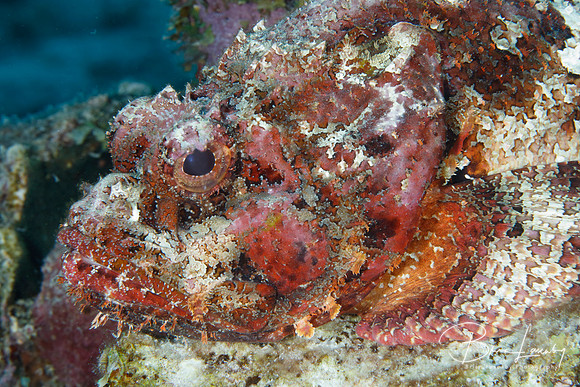 Spotted Scorpionfish - Bonaire