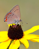 Coral Hairstreak nectaring on a Black-eyed Susan