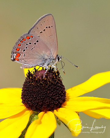 Coral Hairstreak nectaring on a Black-eyed Susan