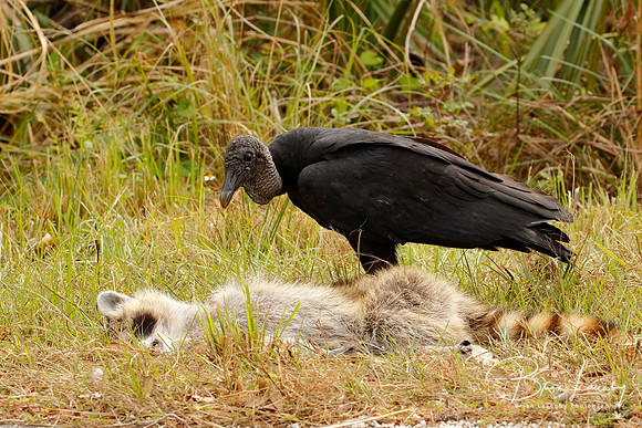 Black Vulture scavenging a dead raccoon - Florida