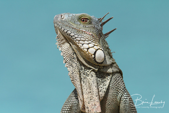 Iguana