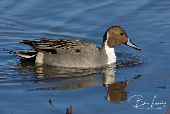 Northern Pintail swimming on a pond - New Mexico