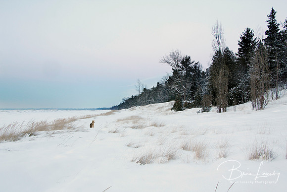 Coyote on Snow Covered Beach