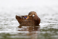 Mottled Duck preening its feathers - Pinellas County, Florida