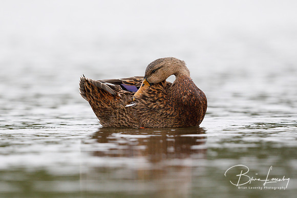 Mottled Duck preening its feathers - Pinellas County, Florida
