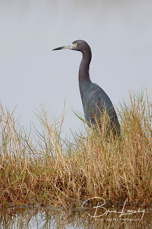 Little Blue Heron stalking its prey in a marsh - Florida