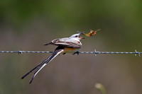 Male Scissor-tailed Flycatcher Eating a Locust