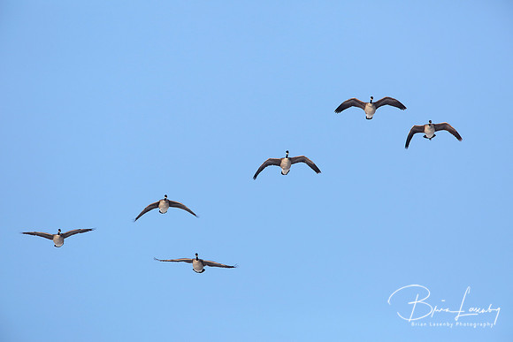 Flock of Canada Geese in Flight