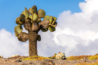 Galapagos Islands