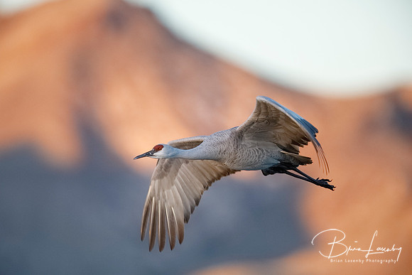 Sandhill Crane in flight - New Mexico