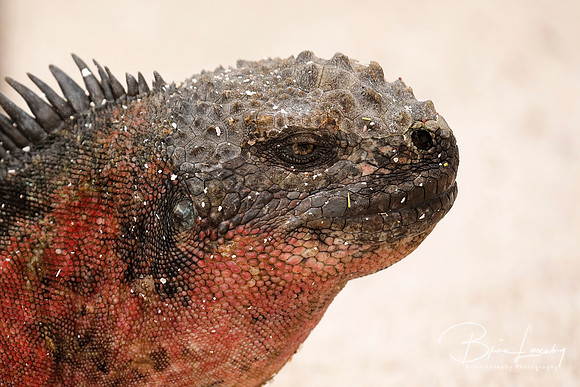 Marine Iguana- Galapagos