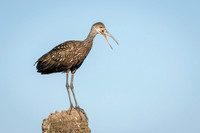 Limpkin Calling From a Tree Stump - Florida