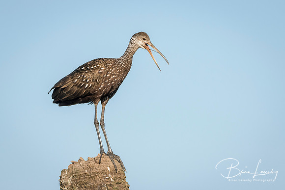 Limpkin Calling From a Tree Stump - Florida