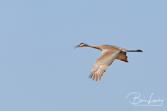Sandhill Crane