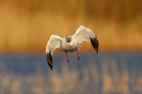 Snow Goose approaching for a landing - New Mexico