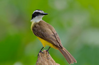 Lesser Kiskadee Perched on a Stump , Panama