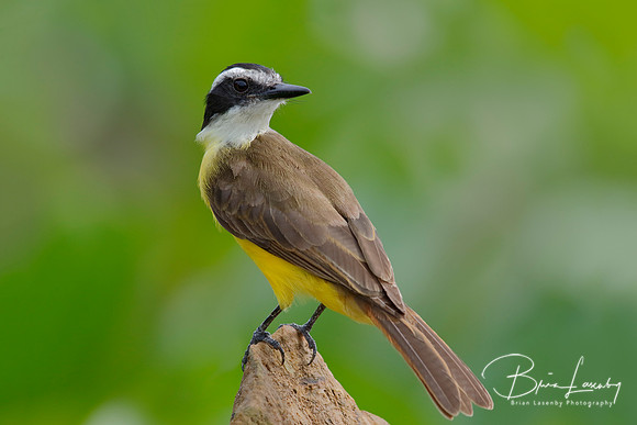Lesser Kiskadee Perched on a Stump , Panama